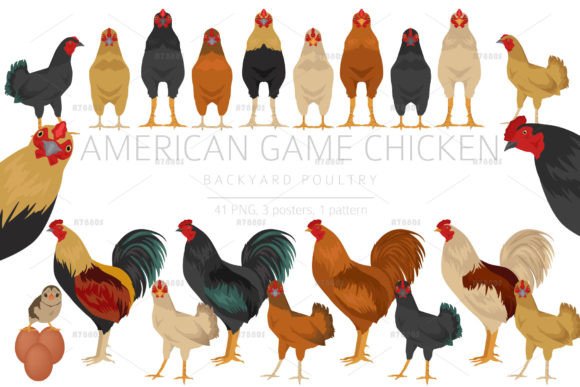 American Game Chicken Breed Clipart for Creative Projects